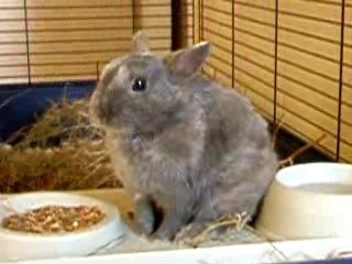 toilette lapin