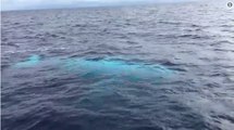 'Most Memorable Moment' as All-White Whale Surfaces Next to Tourist Ship