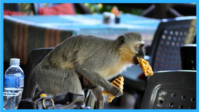 Funny Monkeys Stealing Things Compilation 2017