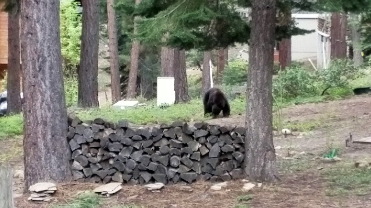 Puppy Sees a Bear for the First Time