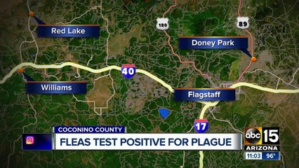 Fleas test positive for plague in Coconino County
