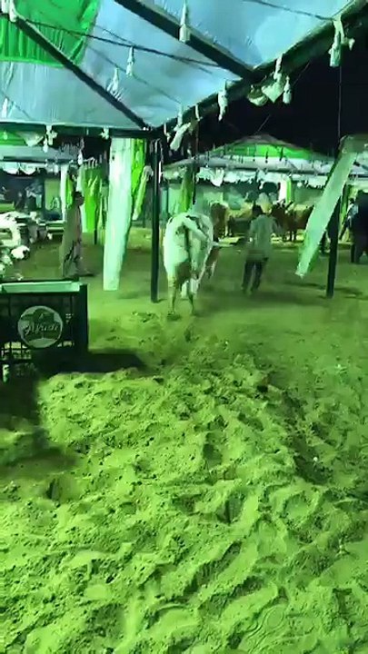 Afridi Cattle Bulls and Cows unloading 2017 - Cow Mandi 217 - Eid-ul-Azha 2017