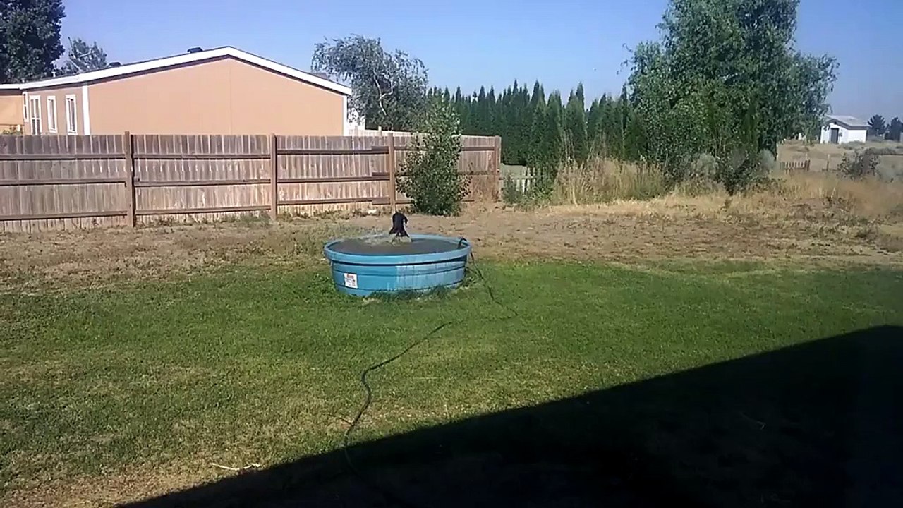 Ce chien se rafraîchit et s'éclate dans l'eau