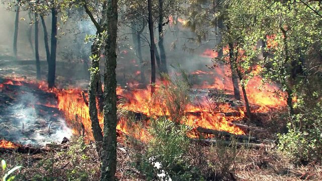 Portugal enfrenta vários incêndios florestais