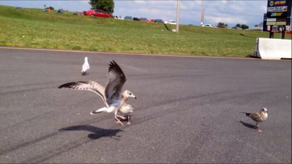 Sharing Whopper with Sea Gulls
