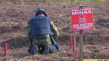 Guerrilleros de las FARC iniciarán labores de desminado antes de fin de año