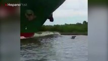 Un delfín protagonizó una carrera con un enorme carguero