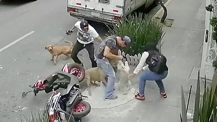 Owner Defends His Dog Against Violent Attack