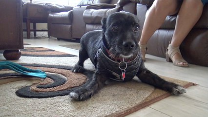 Street Dog Rescued By Hope For Paws Heroes