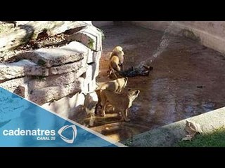 Hombre salta a la fosa de los leones en un zoológico de Barcelona