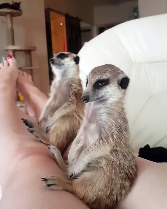 Sleepy Meerkats