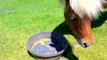 Horse Ear Infection Sunday With Sugar Honeyheartsc Horses Pony Random Vlog