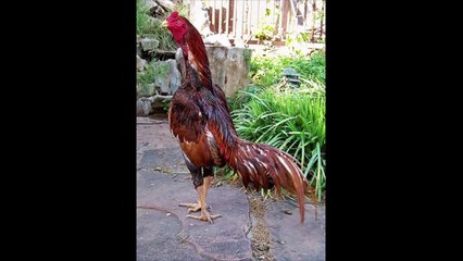 Shamo e Assel mais lindos do mundo