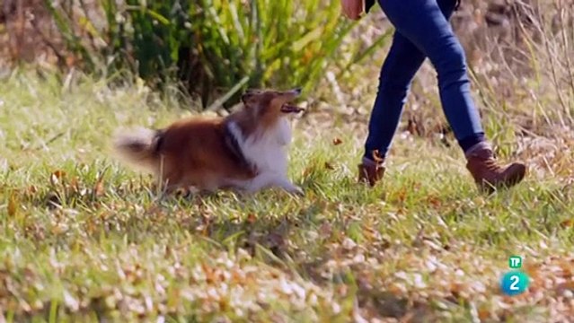 Documental Animales que cambiaron la historia 3- Bestias de carga online