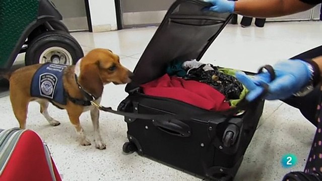 Documental Animales que cambiaron la historia 4- Compañia online DocumaniaTV