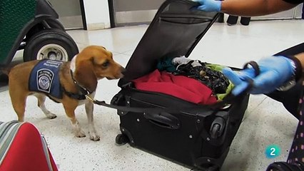 Documental Animales que cambiaron la historia 4- Compañia online  DocumaniaTV