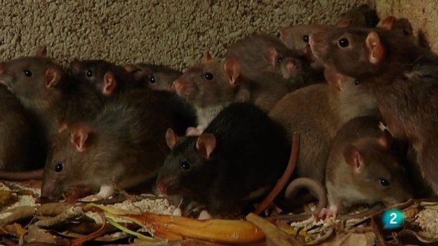 Documental Animales que cambiaron la historia 5- Plagas online