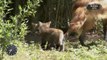 Filhotes de lobo-guará nascem no Zoo de São Paulo