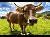 John Kruth Cow Number 16 English Subtitles