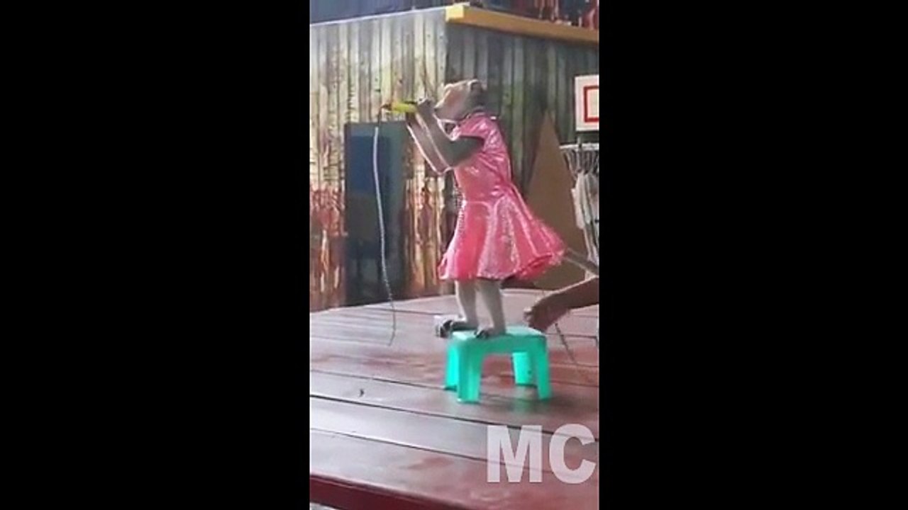 Funny Monkey concert .