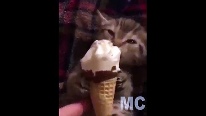 Funny Cat enjoy to eat Ice Cream.