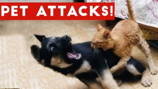 Funniest Animal Attacks Compilation October 2016 - Funny Pet Videos