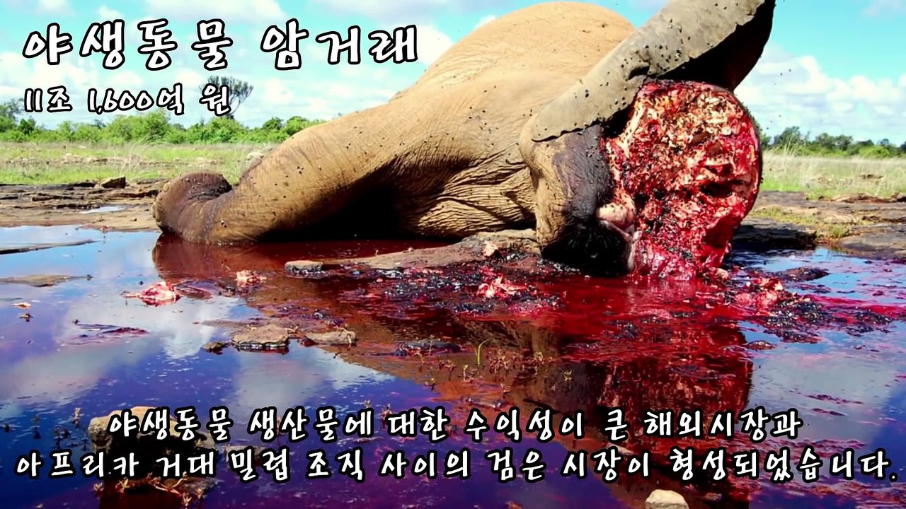 [랭킹 TOP 7] 세계의 불법 범죄 수익 TOP 7 _ 랭킹 TOP 7티비플순위충격동심파괴후방감동실화실제BEST