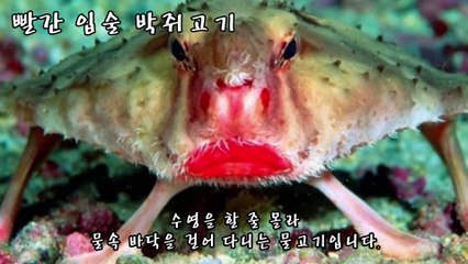 [랭킹 TOP 7] 실존하는 기이한 생물 7마리 1탄  _ 메피 미스터리 랭킹티비플순위충격동심파괴후방감동실화실제