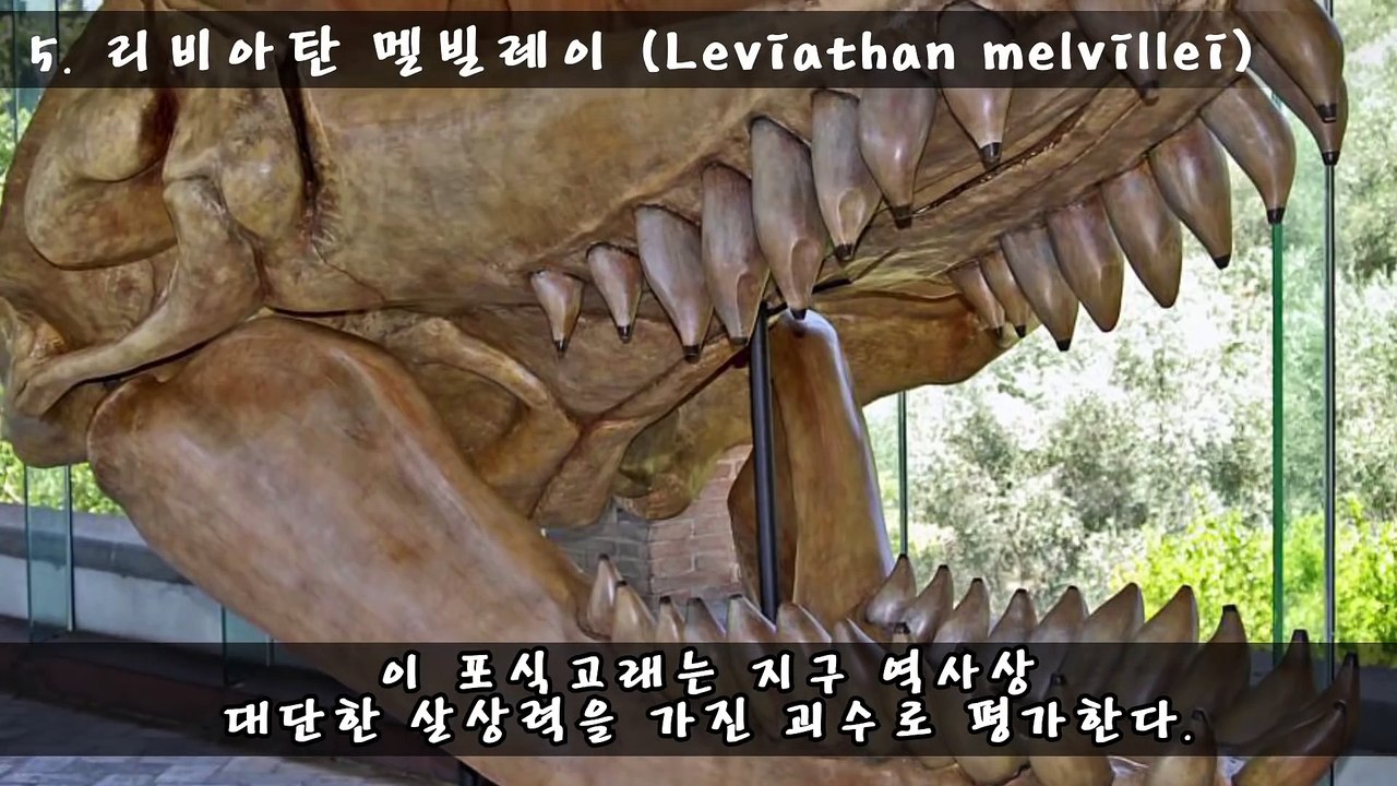 [랭킹 TOP 8] 고대 해양 괴수 TOP 8 _ 랭킹TOP7  티비플