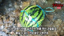 충격적인 결과! 수박을 랩에 씌워 보관하면 절대 안 되는 이유