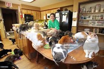 Ultimate Cat Lady- Woman Shares Her Home With 1_100 Felines - Copy