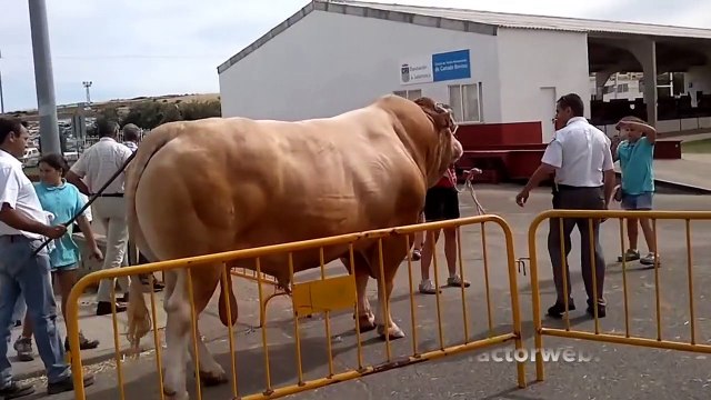 Canlı ağırlığı 1700 kilo