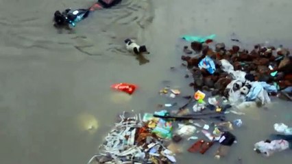 The Street Dog Save Her Puppies in Chennai Flood