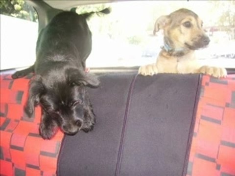 Mes bébés mes animaux