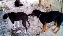 Mis Dos Perros Panchito Y Rayito En El Jardin Siempre Juegan Y Ladran Mucho