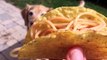 Ce chien attrape un tacos rempli de spaghettis en plein vol !