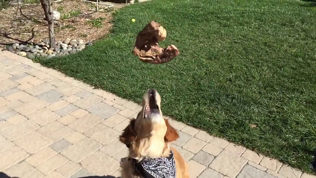 Ce chien rattrape jamais ce qu'on lui lance au vol !! Trop drole !