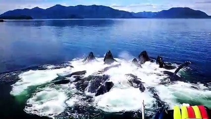 Des baleines surgissent d'un coup pour manger à la surface de l'eau !
