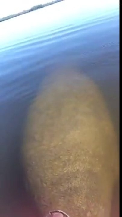 Ce lamantin géant vient voir des pêcheurs en Canoe Kayak !