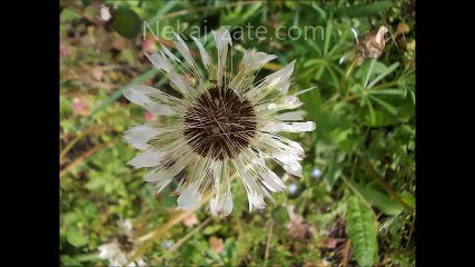 Svetovni Dan Zemlje ~ 22.april