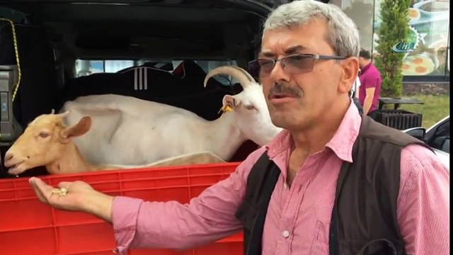 Yanından Ayırmadığı Keçileri İle Tatile Çıktı