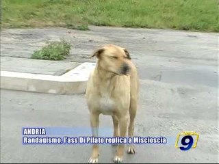 ANDRIA. Randagismo, Di Pilato replica a Miscioscia