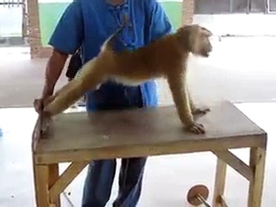 Fitness Freak Monkey