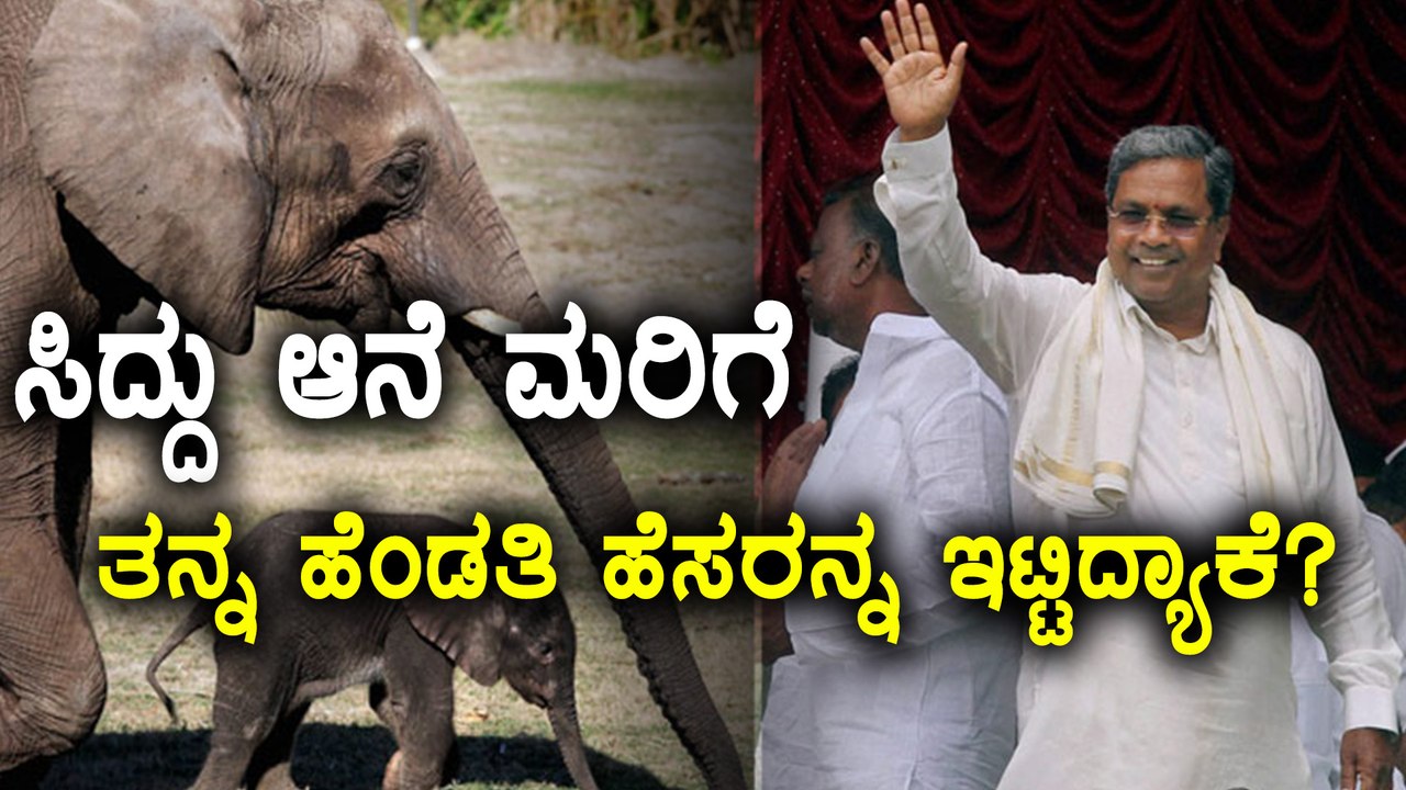 Siddaramaiah named his wife's name for a baby elephant as Parvati in Mysore Zoo | Oneindia Kannada