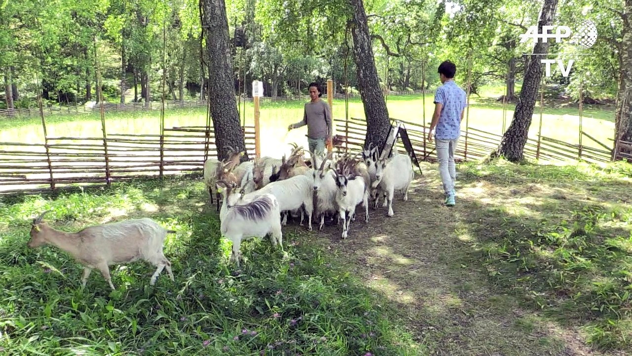 Afghanen hüten ziegen in schweden