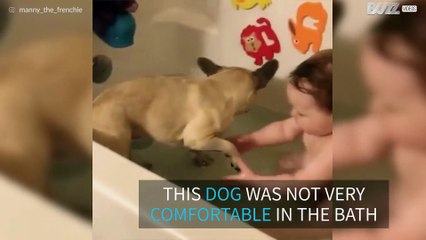 Baby helps French bulldog take a bath