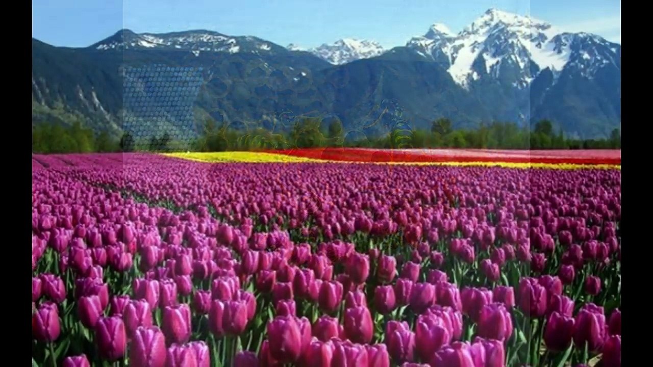 Αποφραξεις - Απολυμάνσεις Σούνιο – 2294028060 – Apofraχeis - Apolimanseis Sounio