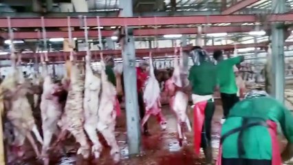 Jamaah Haji Indonesia Mulai Lakukan Pembayaran Dam