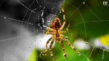 Spider venom could save you if youre having a stroke