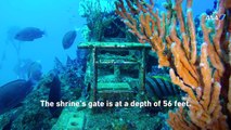 Aquatic Affection: How a Scuba Diver Found a Good Friend Under the Sea